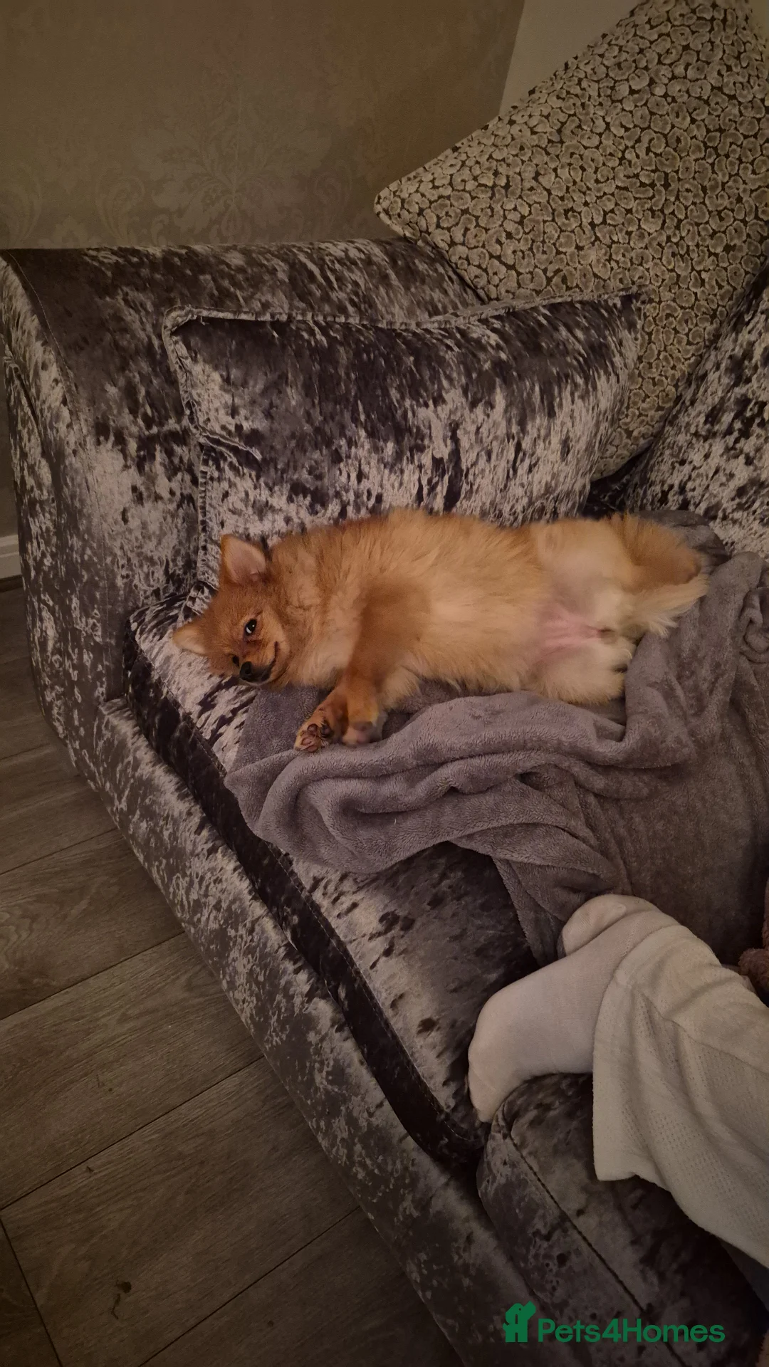 Pomeranian dogs for sale: Pomeranian puppie - Advert 2