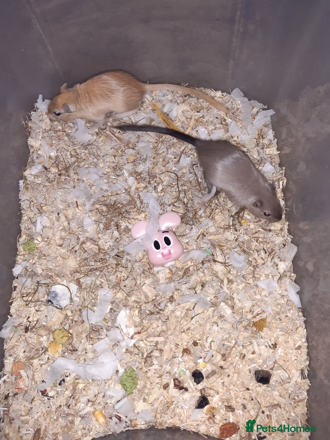 Gerbil rodents for sale: Super friendly gerbils from hobby breeder  - Advert 28