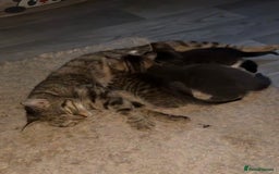 Mixed Breed cats for sale: Tabby kittens - Image 3