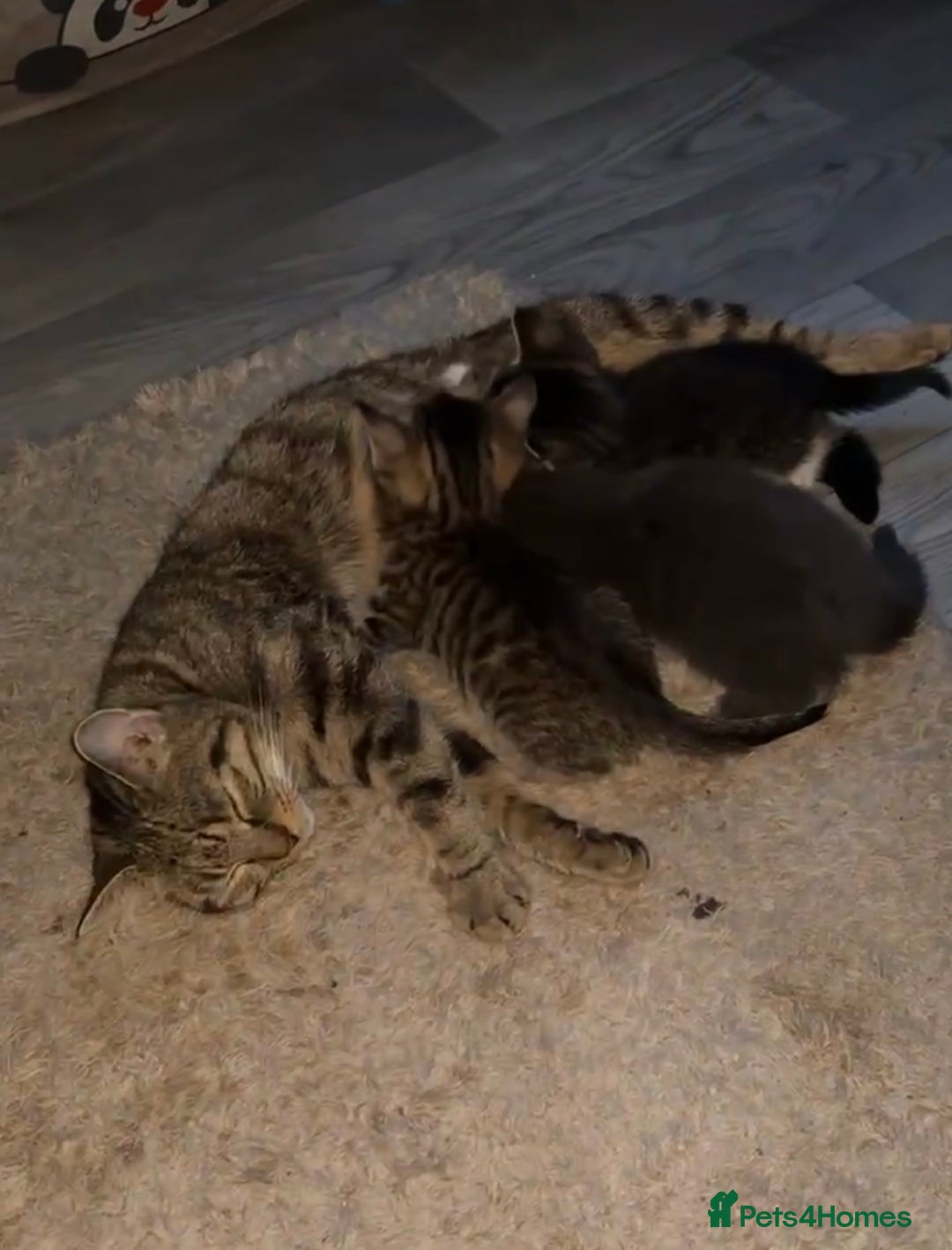 Mixed Breed cats for sale: Tabby kittens - Image 3
