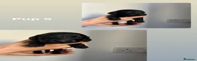 Cockapoo Puppy 6