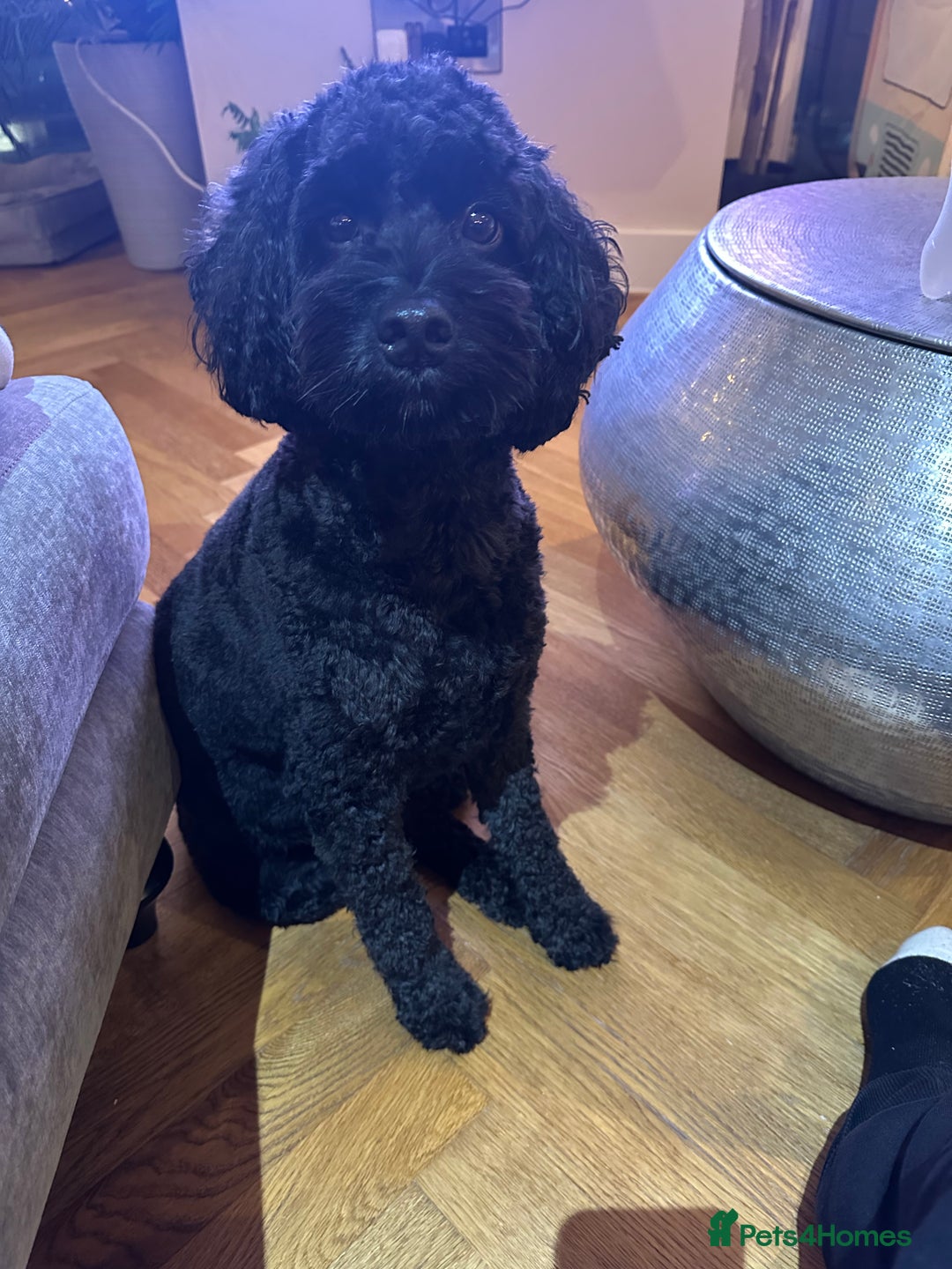Cockapoo dogs for sale: Rehoming our Cockapoo Ted nearly 5 years old - Advert 4