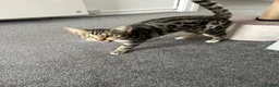 Bengal cats for sale: Bengal Cross in Polegate - Advert 5