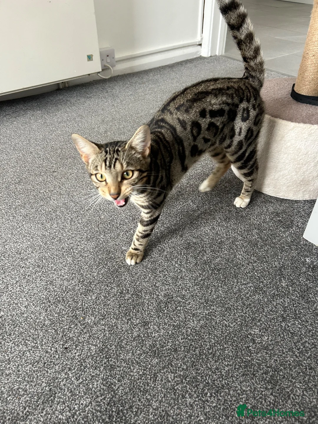 Bengal cats for sale: Bengal Cross in Polegate - Advert 5