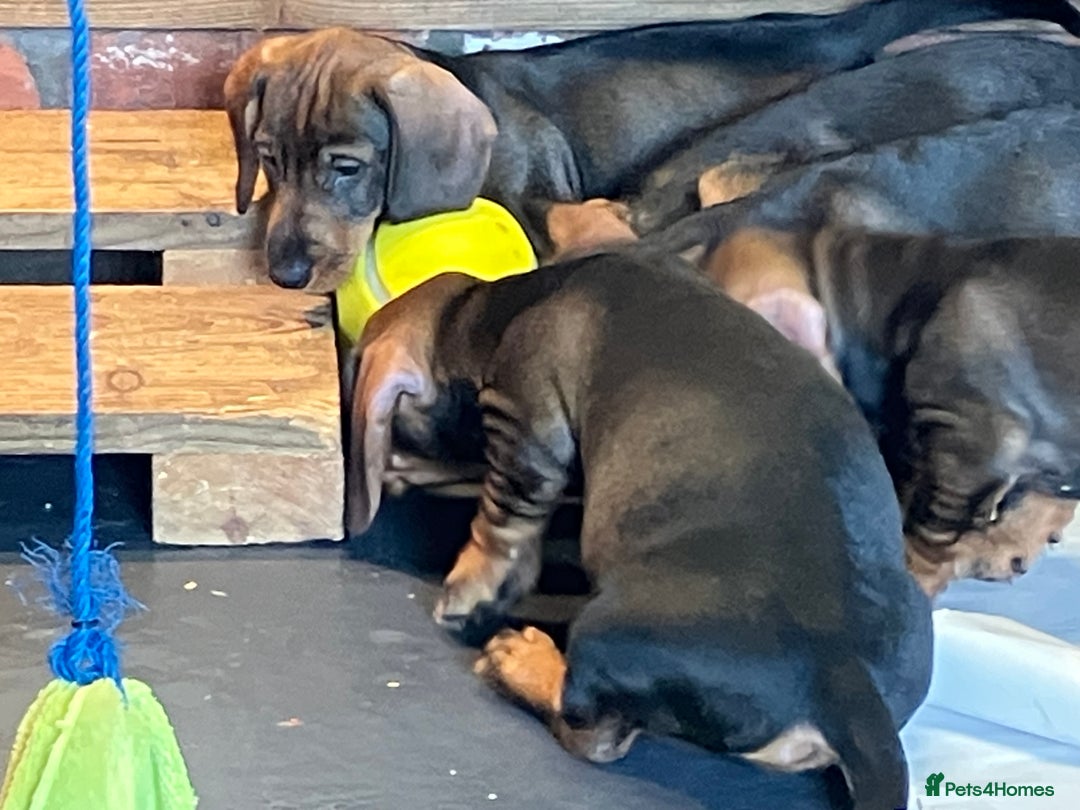 Dachshund dogs for sale: Working Teckel puppies for sale TWO ONLY LEFT - Image 7