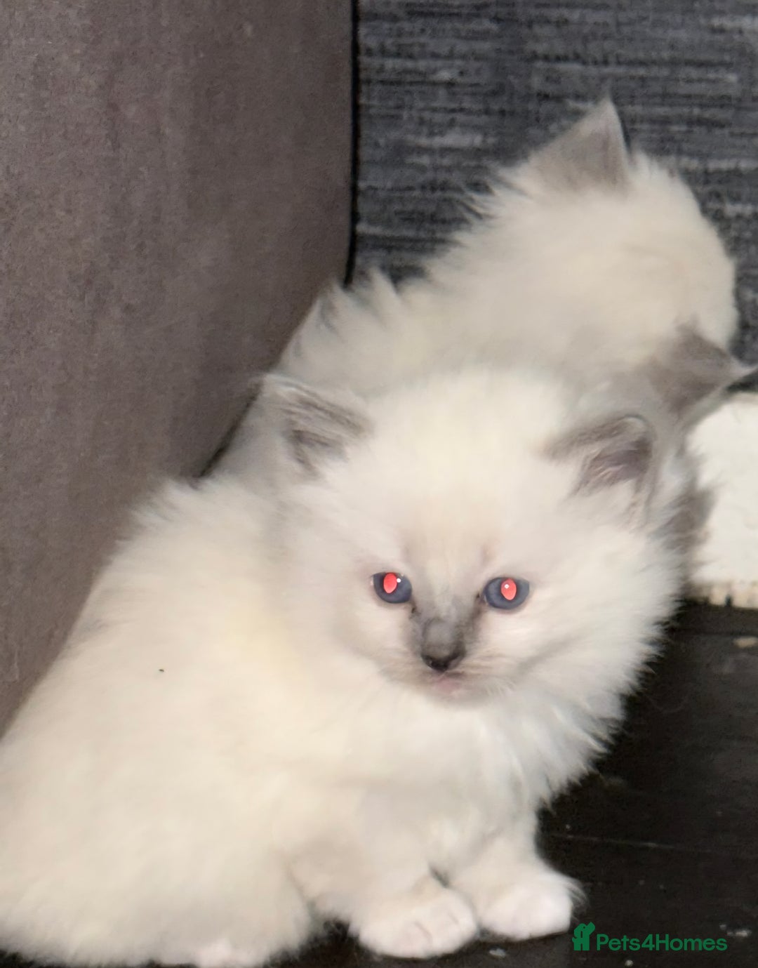 Ragdoll cats for sale: Beautiful ragdoll kittens  - Advert 9