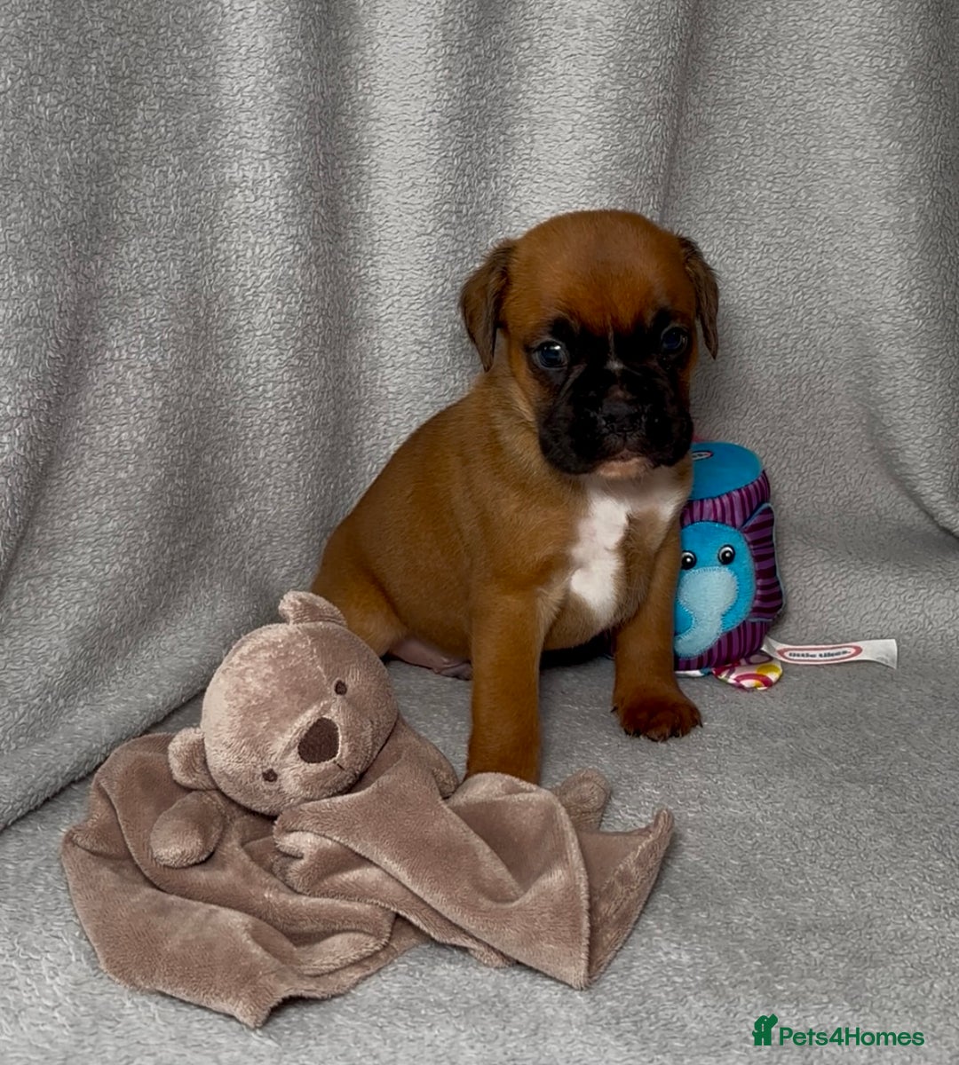 Boxer dogs for sale: Health tested kc red boxer puppies  - Advert 2