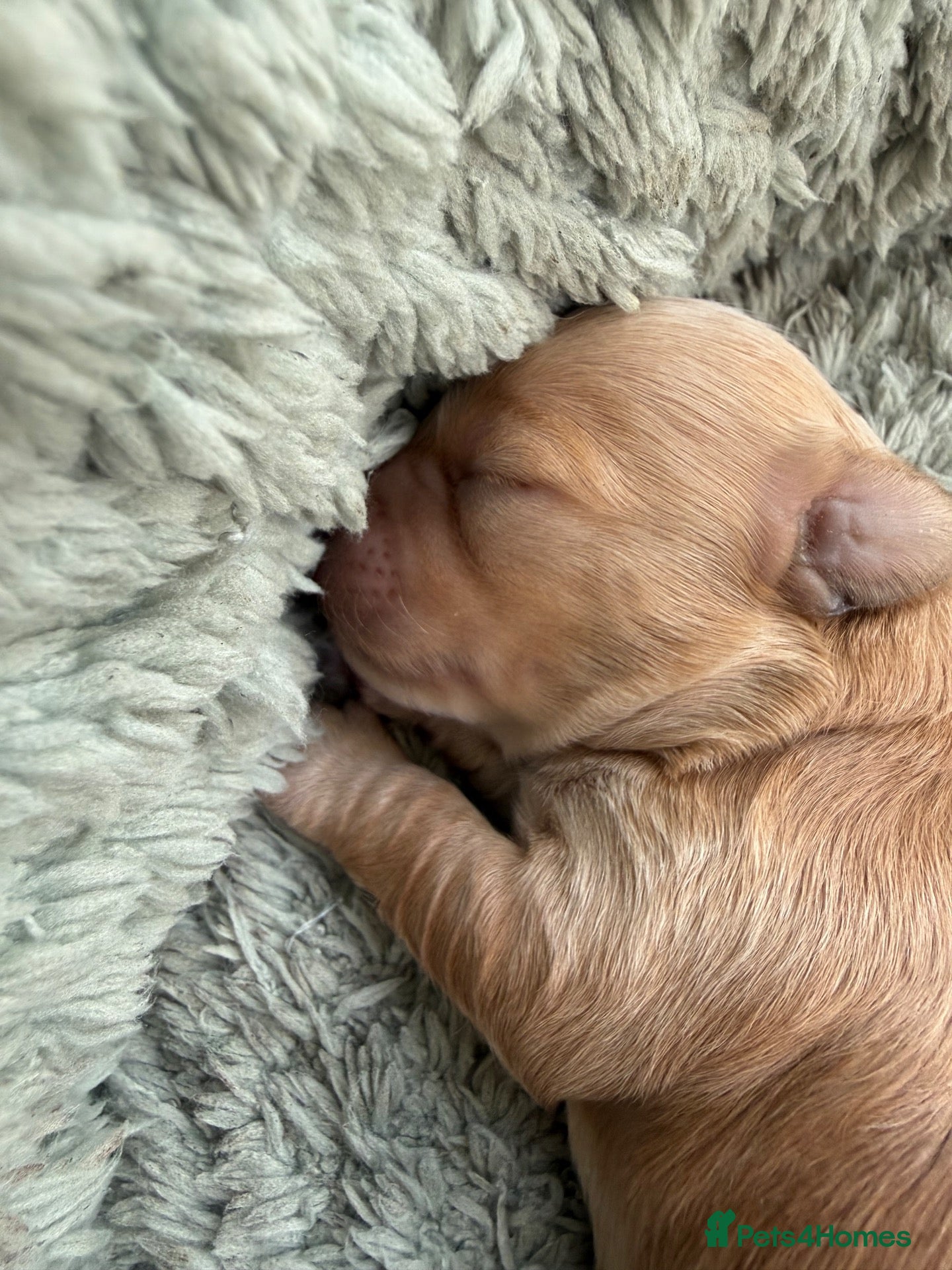 Maltipoo dogs Top class miniature maltipoo puppies - Advert 7