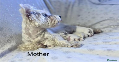 West Highland Terrier dogs - Advert 4