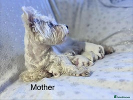 West Highland Terrier dogs - Advert 3