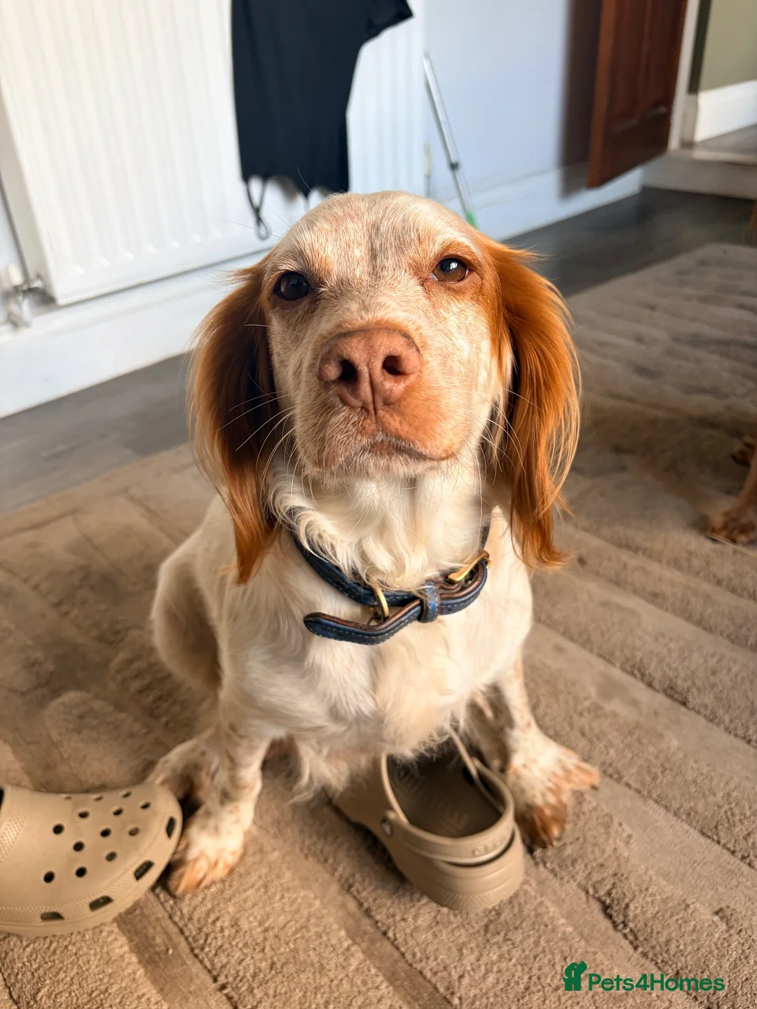 Cocker Spaniel dogs for sale: 8 KC registered Cocker Spaniel Puppies - Advert 1