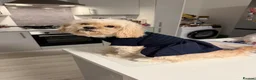 Cavapoo dogs for sale: Rehoming Adorable Cavapoo girl in Sutton Coldfield - Advert 6