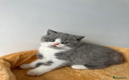 British Shorthair cats for sale: 🐻 Beautiful Teddy Bear BSH and BLH 🐻 - Image 25