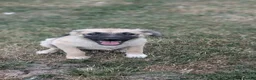 Mixed Breed dogs for adoption: Gaia for adoption!  in Leigh-on-Sea - Advert 11