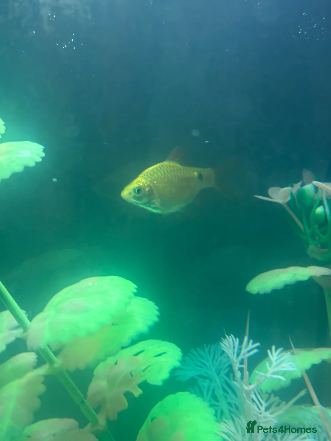 Fancy Goldfish fish for sale: 3 fancy goldfish and 1 barb - Advert 3