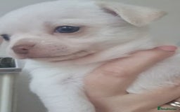 Chihuahua dogs for sale: Gorgeous Smooth coat KC registered chihuahuas - Image 9