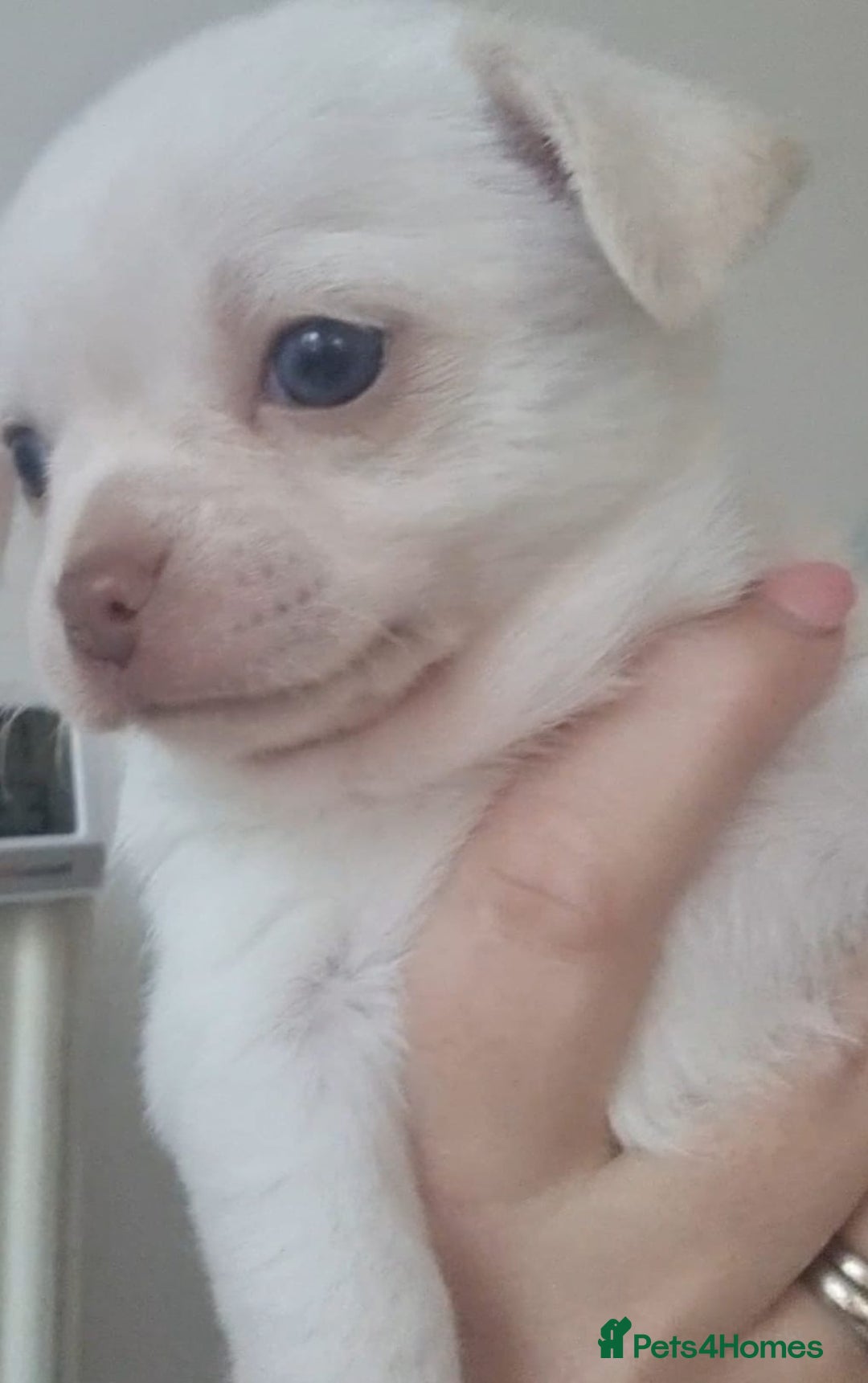 Chihuahua dogs for sale: Gorgeous Smooth coat KC registered chihuahuas - Image 9