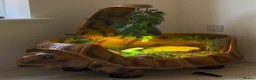 Tortoise reptiles for sale: Tortoise & Home in Borehamwood - Advert 1