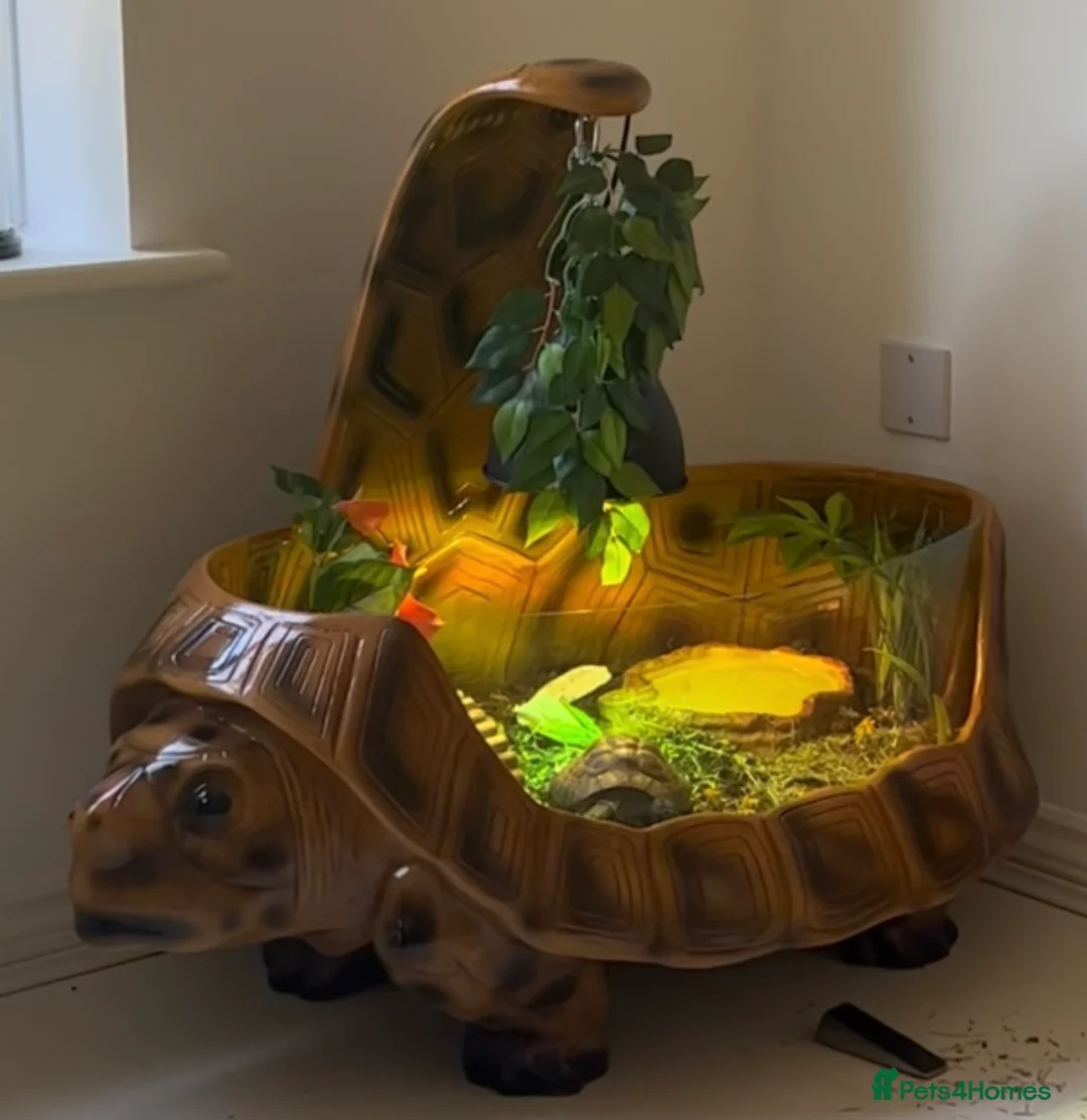 Tortoise reptiles for sale: Tortoise & Home in Borehamwood - Advert 1