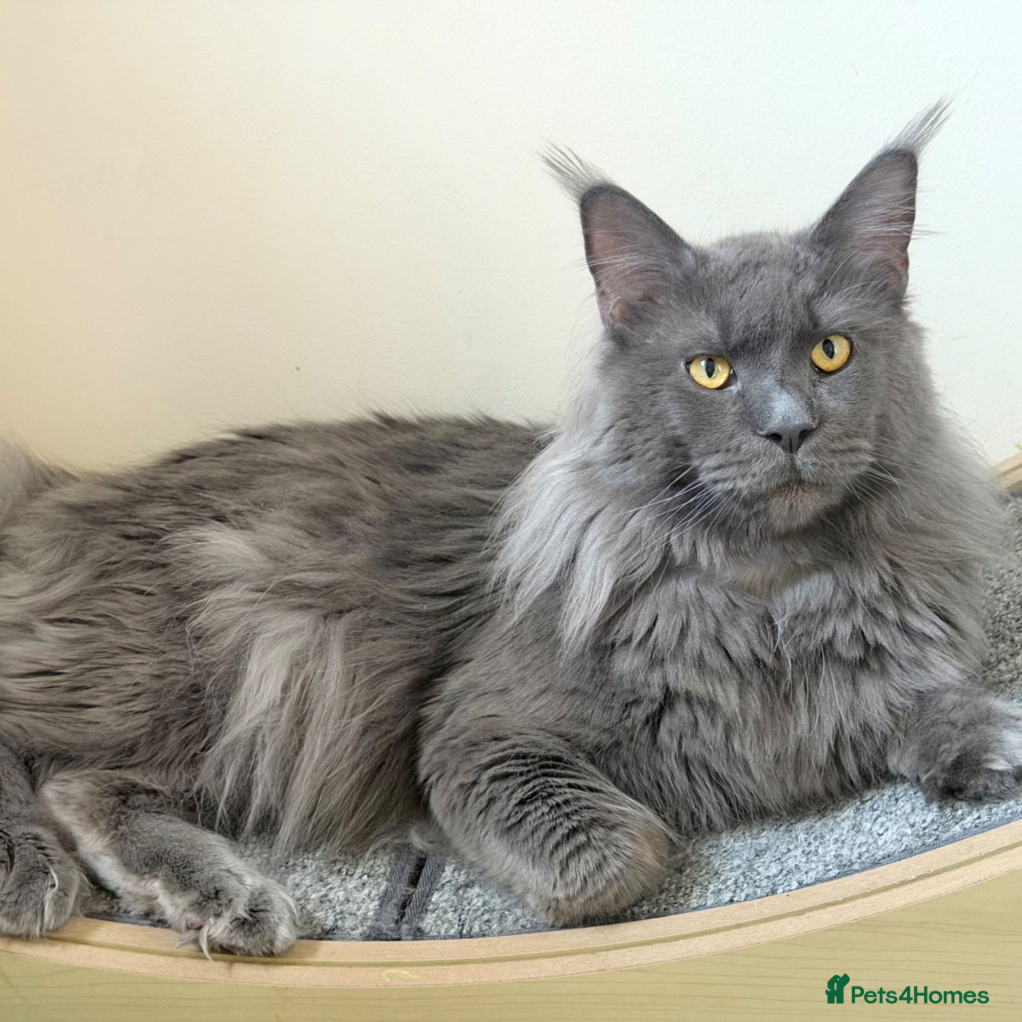 Maine Coon cats TICA Proven - Champion Lines - Blue Smoke - Advert 3