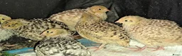 Quail poultry for sale: Coturnix Quails - Advert 5