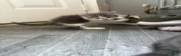 Mixed Breed cats for sale: Gorgeous grey and white fluffy kittens ready now  - Advert 26