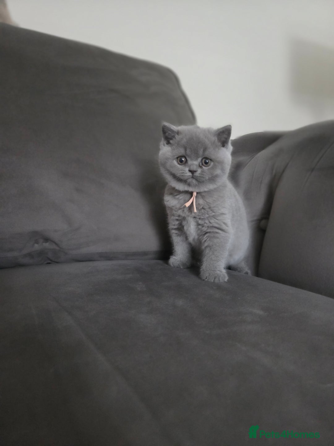 British Shorthair cats for sale: Gccf registered blue British shorthair boy left  - Advert 17