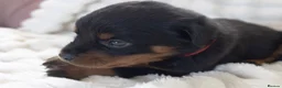 Rottweiler dogs for sale: Full KC Pedigree Rottweilers - Advert 2