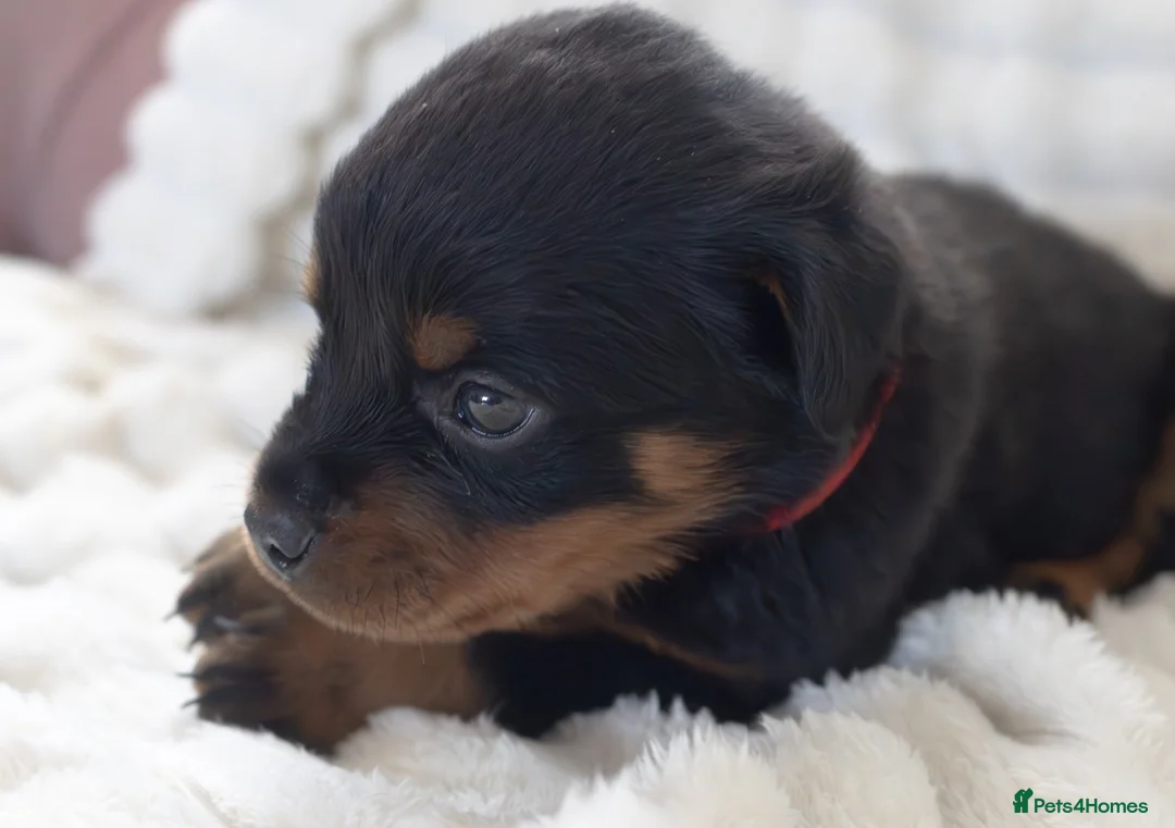 Rottweiler dogs for sale: Full KC Pedigree Rottweilers - Advert 2