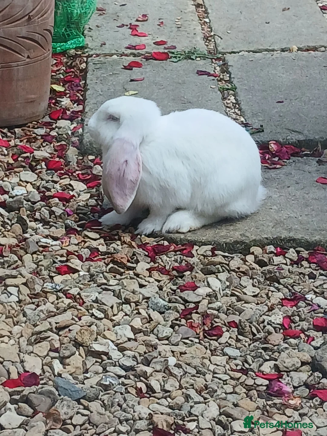 British Giant rabbits for sale: 10 week old white female giant french lop in Bodmin - Advert 2