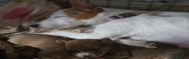 Jackapoo Puppy 4