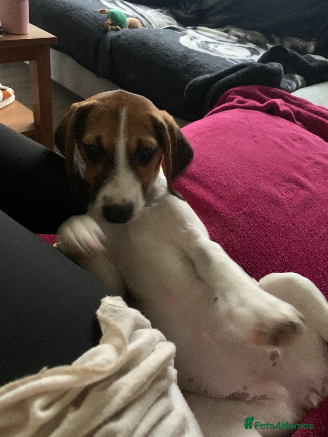 Beagle dogs for sale: 6 month old pure breed tri colour beagle - Advert 5