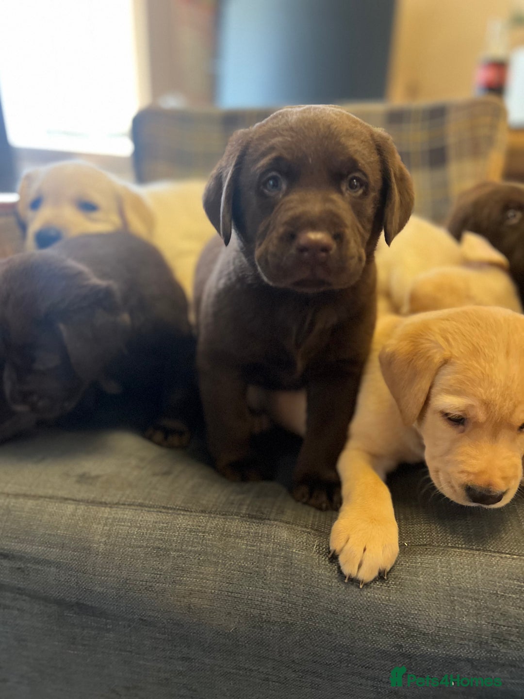 Labrador Retriever dogs for sale: Labrador Retriever puppies - Image 3
