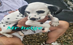 Dalmatian dogs for sale: Dalmatian puppies Ready now - Image 7