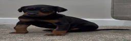 Dobermann dogs for sale: Doberman pups with KC parents  - Advert 12