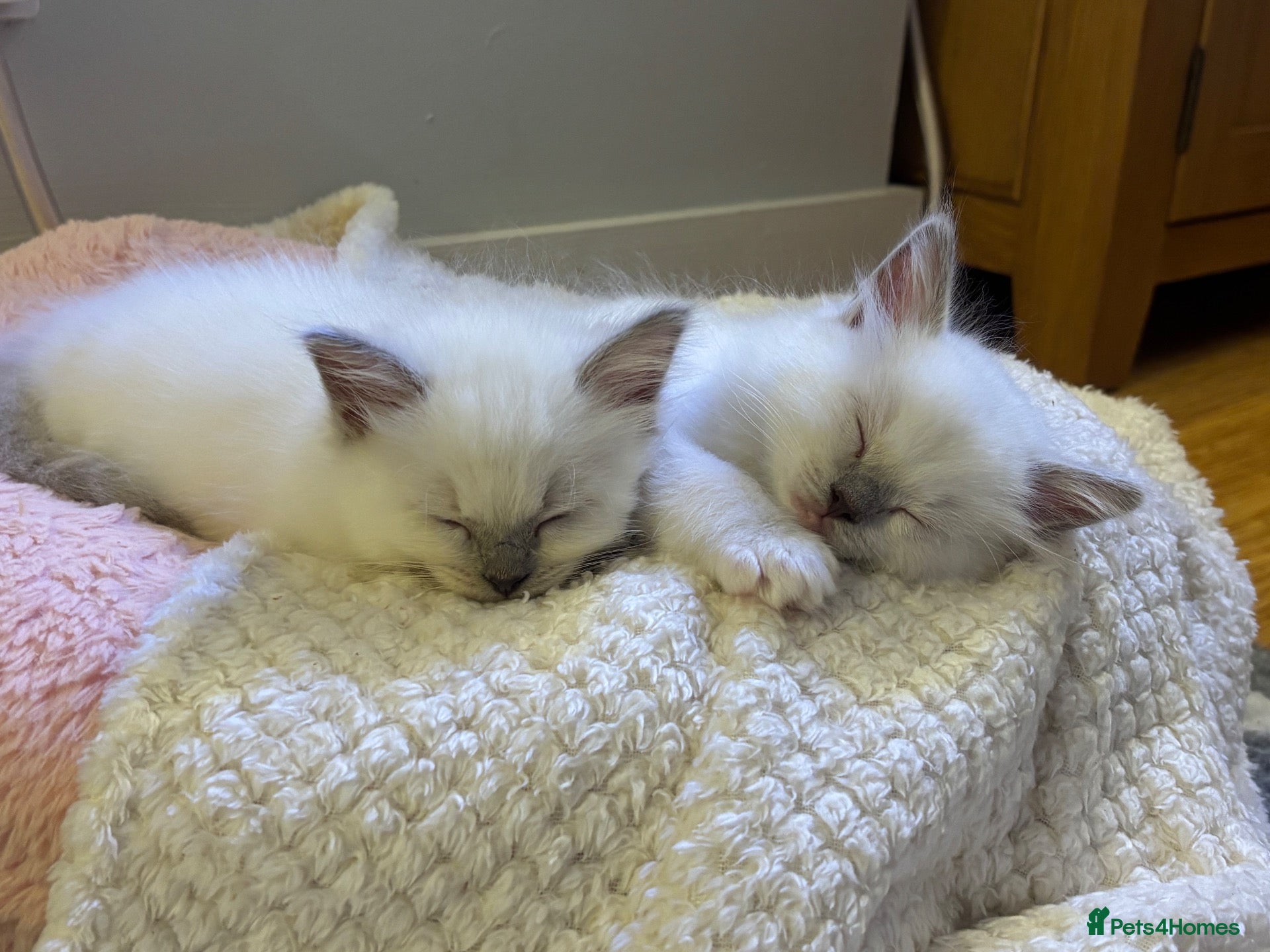 Ragdoll cats GCCF Registered Lilac Ragdoll Kitten  - Advert 1