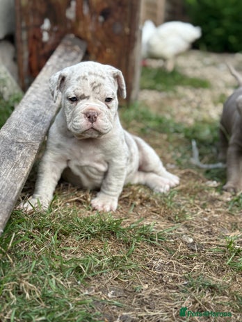 Mixed Breed dogs - Advert 1