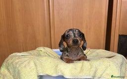 Miniature Dachshund dogs for sale: Miniature dachshund puppies for sale - Image 3