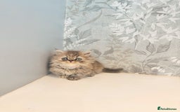 Munchkin cats for sale: 2 tiny legged rug hugger Persian munchkins - Image 9