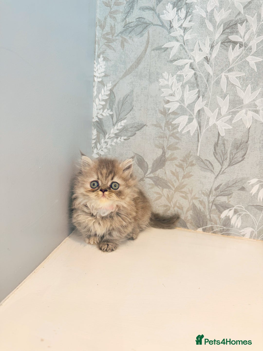 Munchkin cats for sale: 2 tiny legged rug hugger Persian munchkins - Image 9