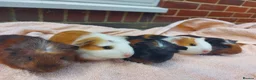 Guinea Pig rodents for sale: Beautiful baby Guinea PIgs - Advert 1