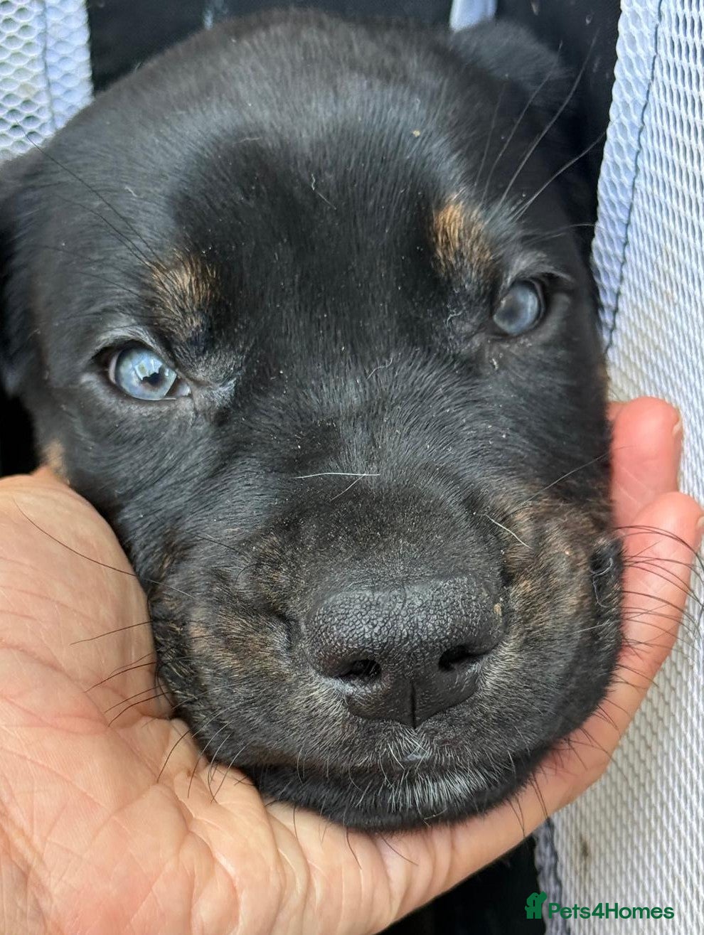 Mixed Breed dogs Great Dane Cross × GSP Pointer Cross Puppies - Advert 2