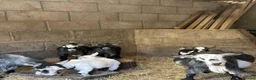 Goats livestock for sale: Beautiful pedigree Pygmy goats   - Advert 8