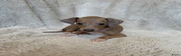Italian Greyhound dogs for sale: KC Champion lines ⭐️ Italian Greyhound puppies  - Advert 3