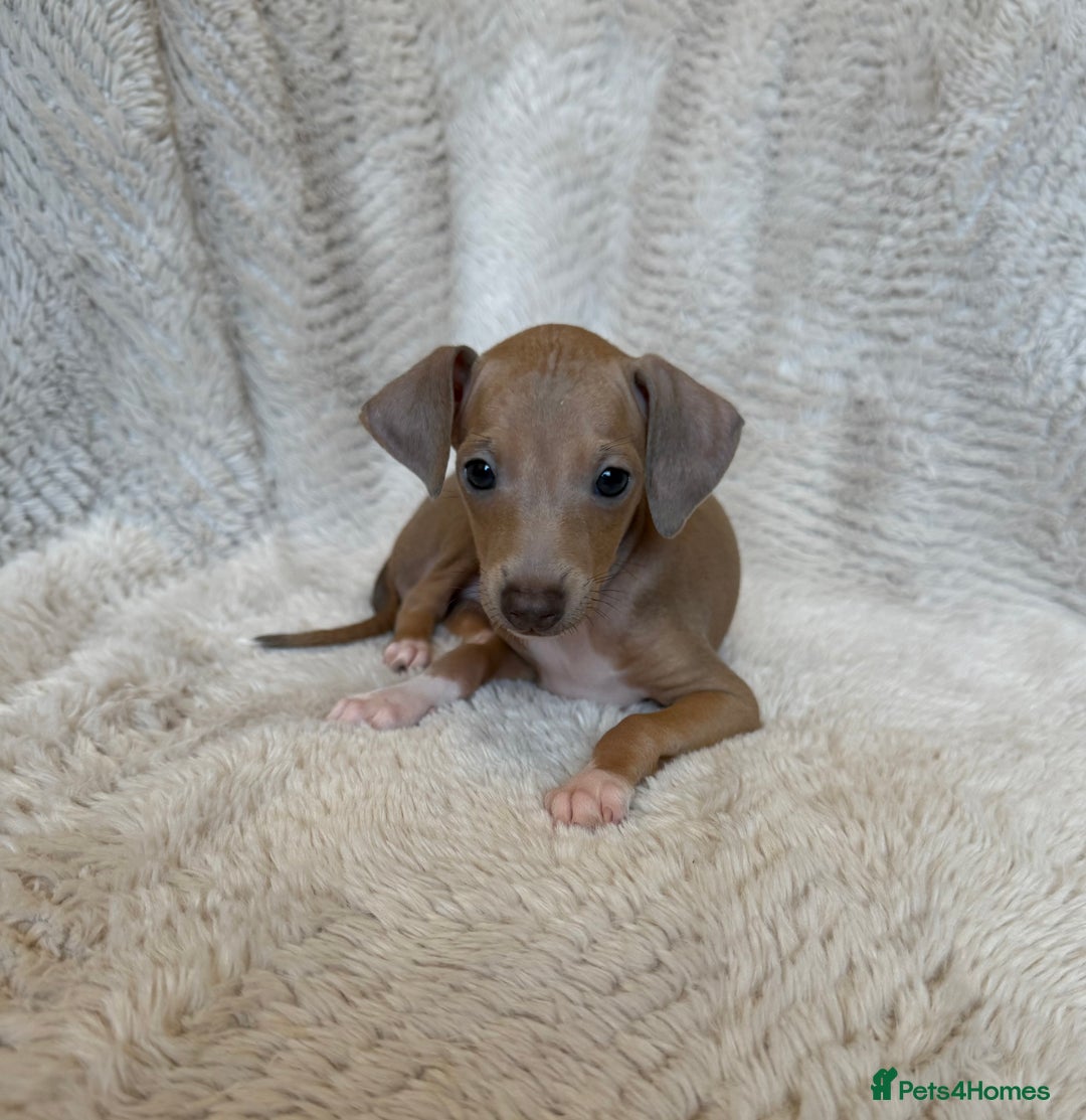 Italian Greyhound dogs for sale: KC Champion lines ⭐️ Italian Greyhound puppies  - Advert 3
