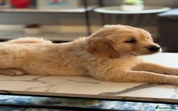 Golden Retriever dogs for sale: 9 gorgeous golden retriever pups  - Image 23