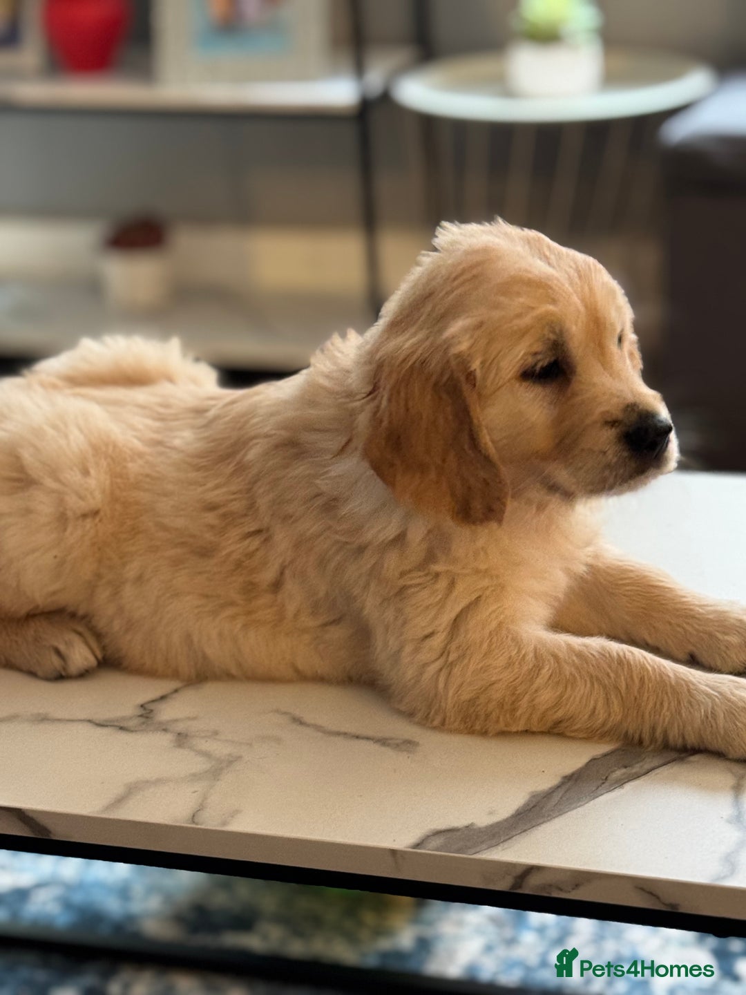 Golden Retriever dogs for sale: 9 gorgeous golden retriever pups  - Image 23