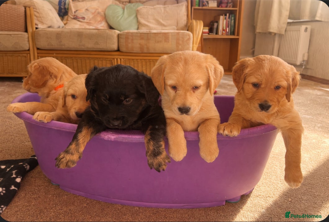 Mixed Breed dogs Golden retriever x Labrador puppies! - Advert 2
