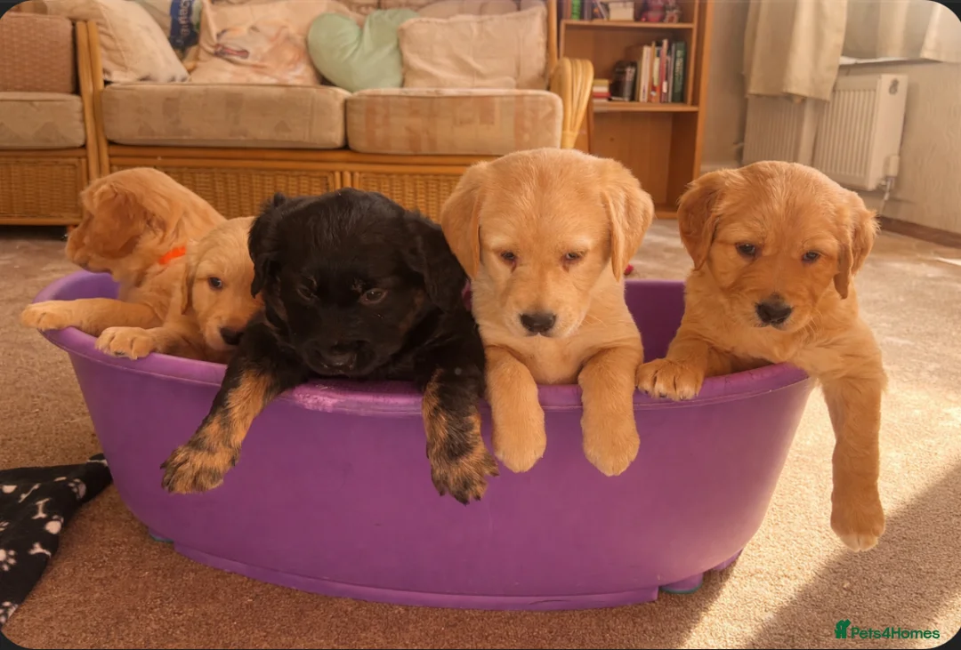 Mixed Breed dogs for sale: Golden retriever x Labrador puppies! - Advert 2