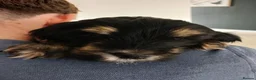 Cockapoo dogs for sale: 5 beautiful Toy Cockapoos available - Advert 8